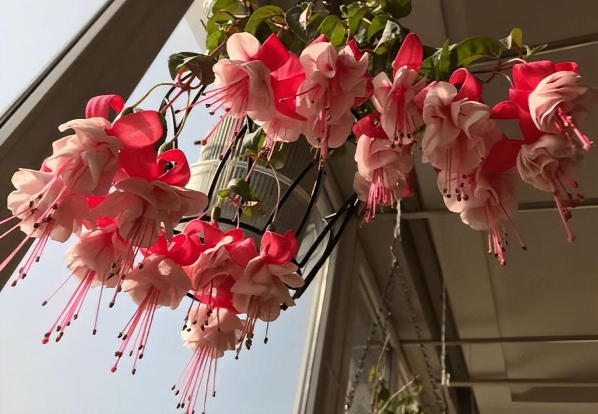 適合陽臺養(yǎng)的大型綠植_陽臺養(yǎng)大型綠植適合種什么花_陽臺養(yǎng)大型綠植適合什么花