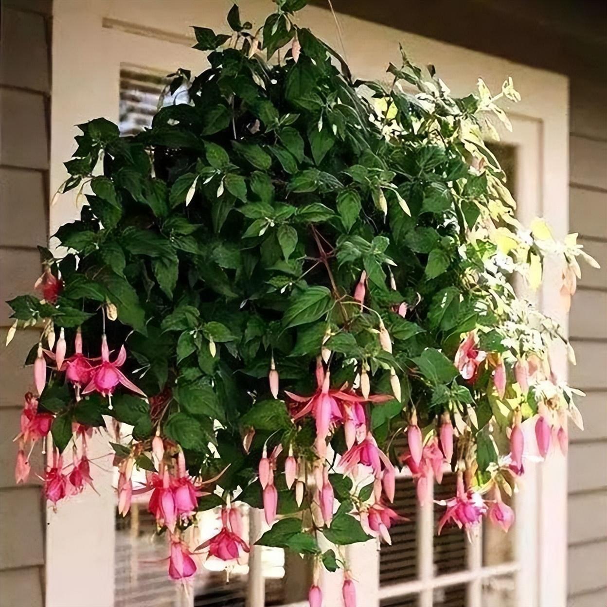 陽臺養(yǎng)大型綠植適合什么花_陽臺養(yǎng)大型綠植適合種什么花_適合陽臺養(yǎng)的大型綠植