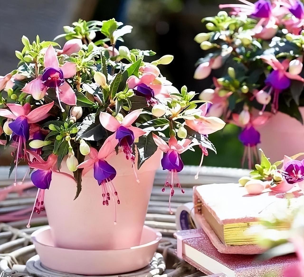 適合陽臺養(yǎng)的大型綠植_陽臺養(yǎng)大型綠植適合種什么花_陽臺養(yǎng)大型綠植適合什么花