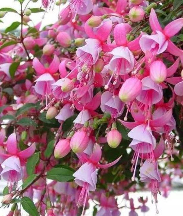 陽臺養(yǎng)大型綠植適合種什么花_適合陽臺養(yǎng)的大型綠植_陽臺養(yǎng)大型綠植適合什么花