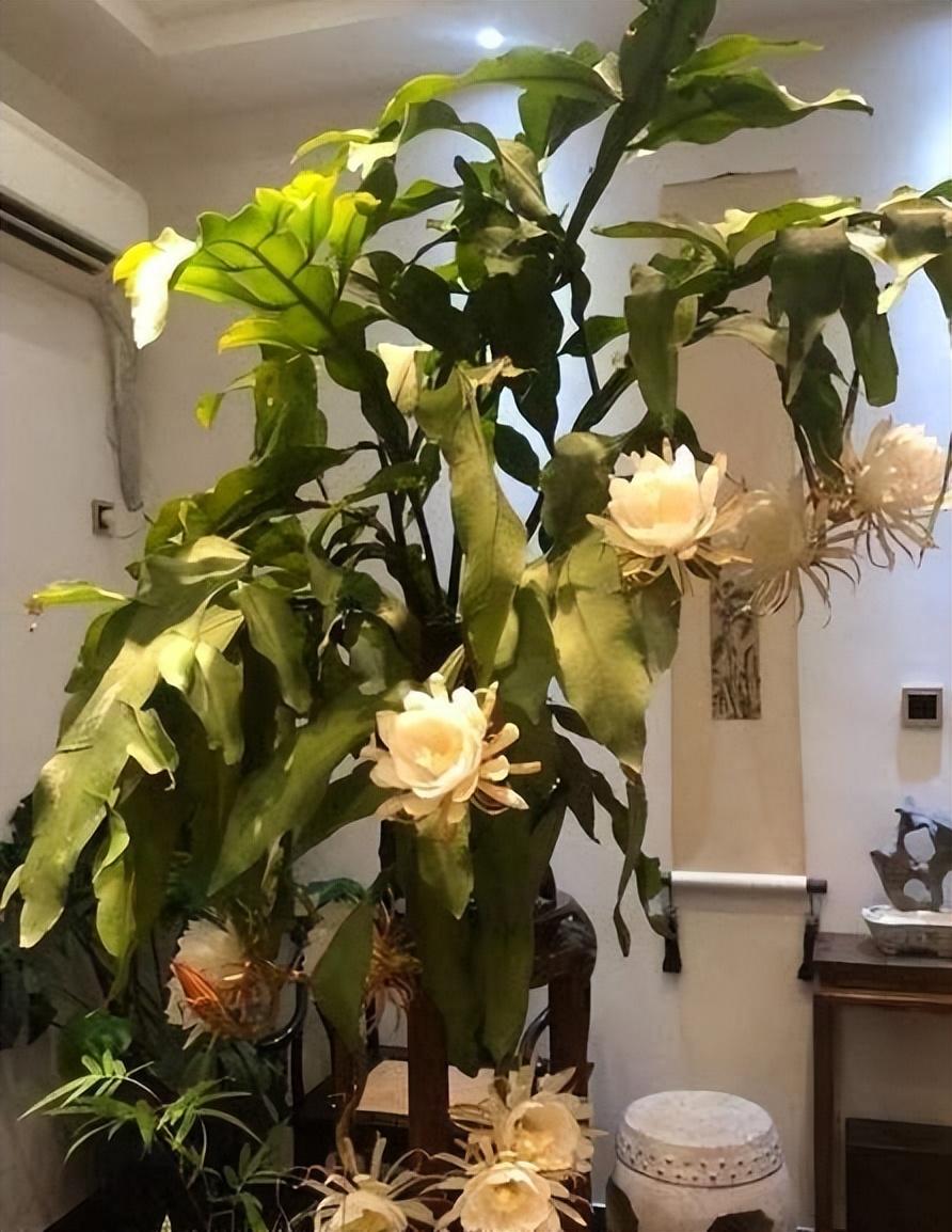 陽臺養(yǎng)大型綠植適合什么花_陽臺養(yǎng)大型綠植適合種什么花_適合陽臺養(yǎng)的大型綠植