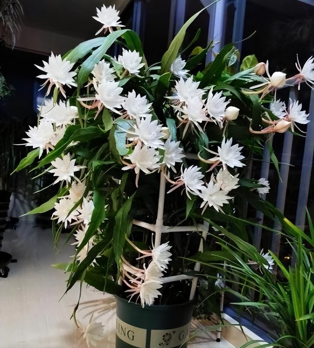 適合陽臺養(yǎng)的大型綠植_陽臺養(yǎng)大型綠植適合什么花_陽臺養(yǎng)大型綠植適合種什么花