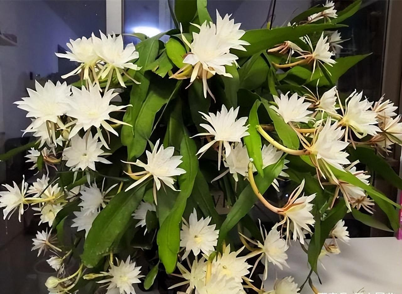 陽臺養(yǎng)大型綠植適合種什么花_陽臺養(yǎng)大型綠植適合什么花_適合陽臺養(yǎng)的大型綠植