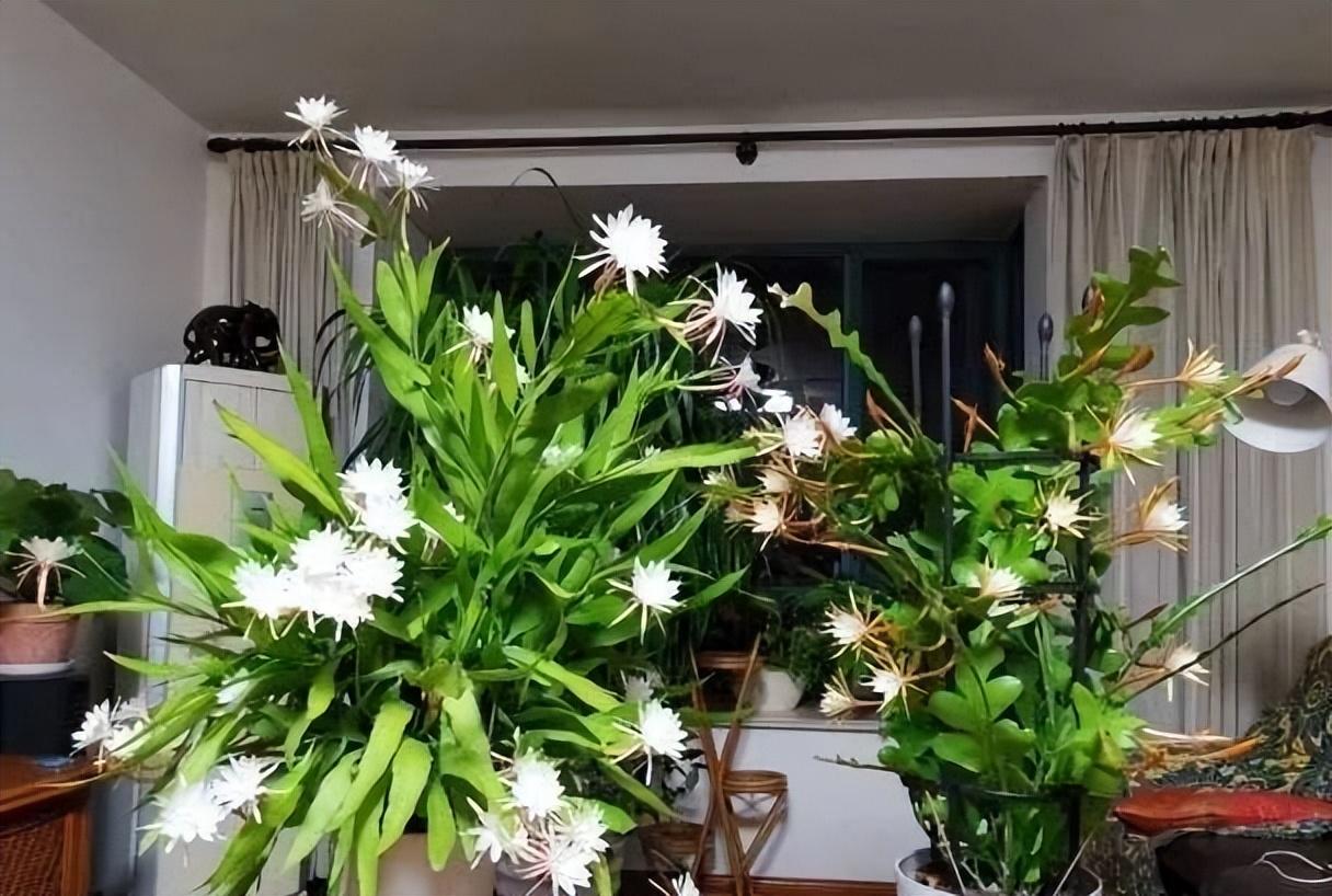 陽臺養(yǎng)大型綠植適合什么花_陽臺養(yǎng)大型綠植適合種什么花_適合陽臺養(yǎng)的大型綠植