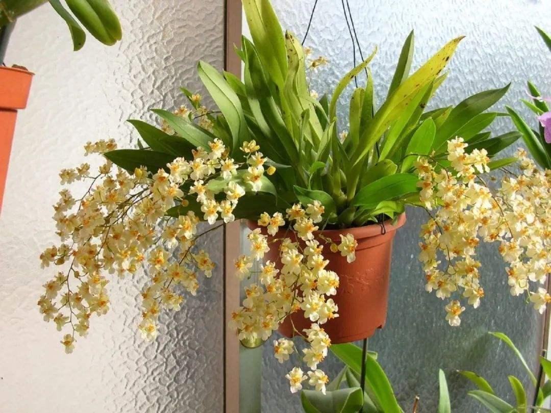 陽臺養(yǎng)大型綠植適合種什么花_適合陽臺養(yǎng)的大型綠植_陽臺養(yǎng)大型綠植適合什么花