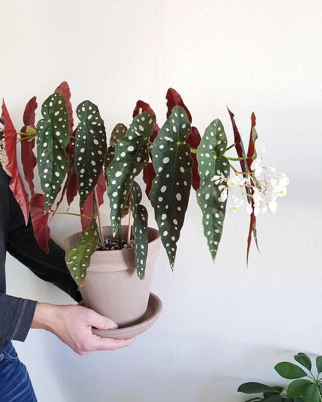 適合陽臺養(yǎng)的大型綠植_陽臺養(yǎng)大型綠植適合種什么花_陽臺養(yǎng)大型綠植適合什么花