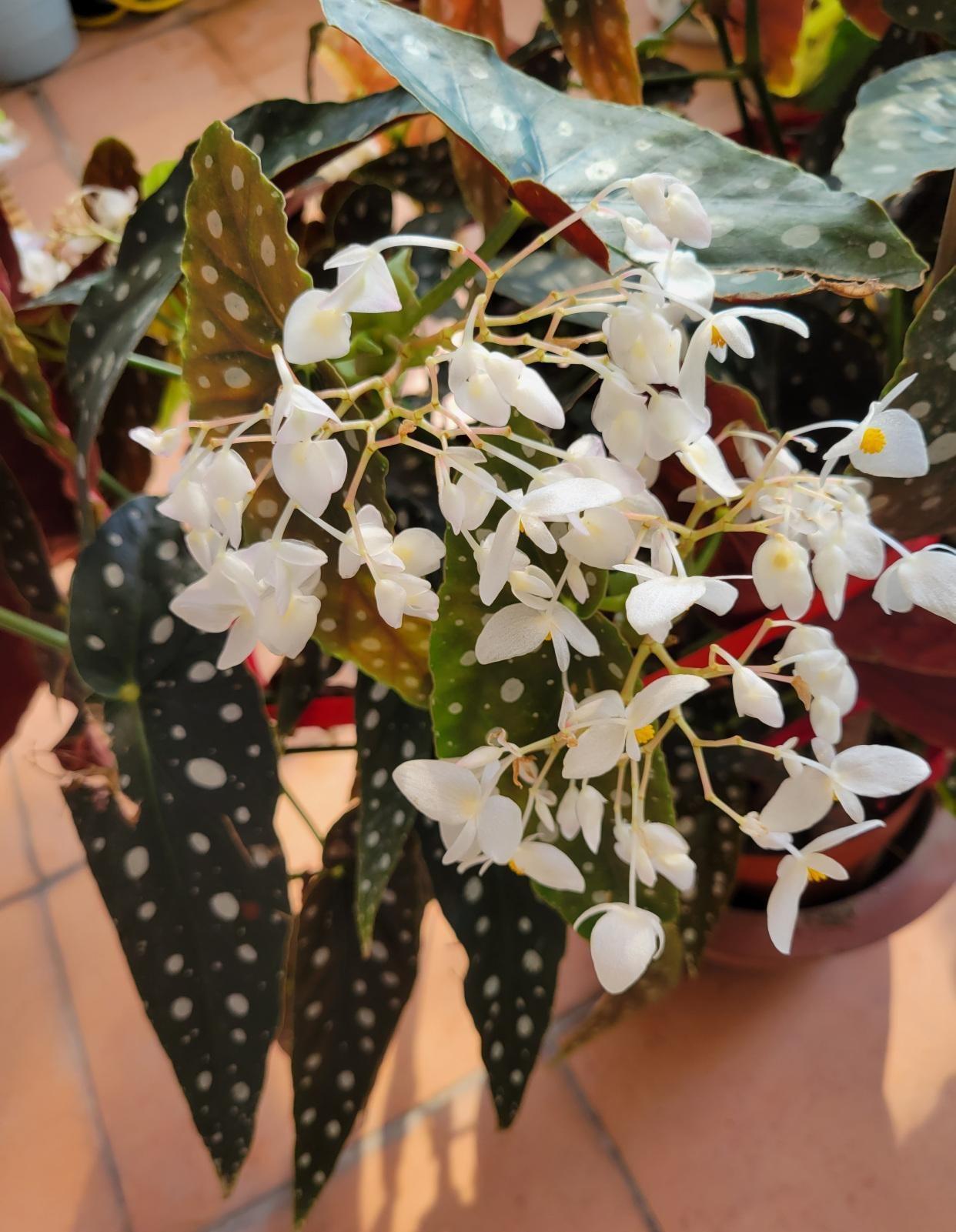 適合陽臺養(yǎng)的大型綠植_陽臺養(yǎng)大型綠植適合種什么花_陽臺養(yǎng)大型綠植適合什么花