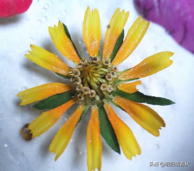 鮮花做成干花方法圖片_鮮花做成干花的方法_鮮花做成干花方法有哪些