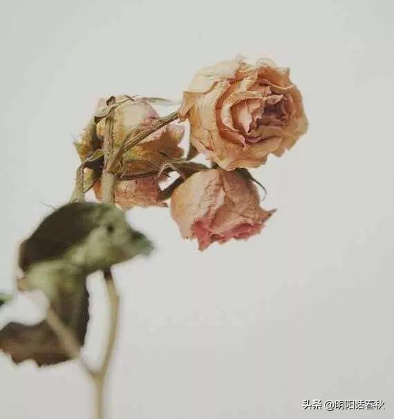 鮮花做成干花方法圖片_鮮花做成干花的方法_鮮花做成干花方法有哪些