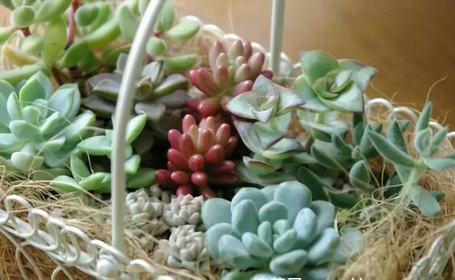 <strong>適合新手的16種多肉植物，好養易活，外形美麗！</strong>
