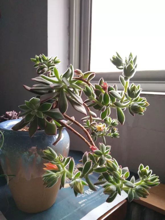 植物花多肉_植物肉花生_植物多肉花怎樣養護
