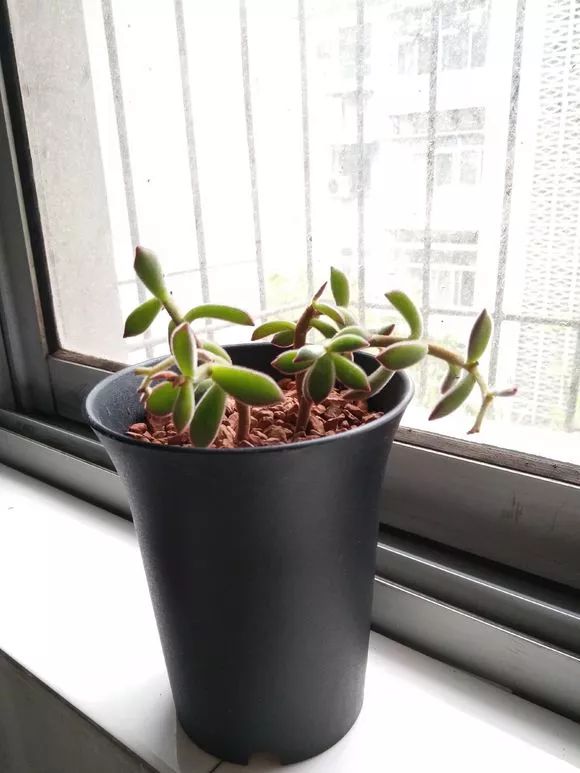 植物肉花生_植物多肉花怎樣養護_植物花多肉