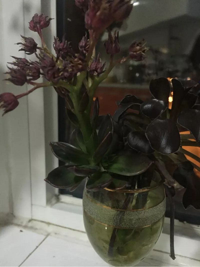 植物肉花生_植物多肉花怎樣養護_植物花多肉