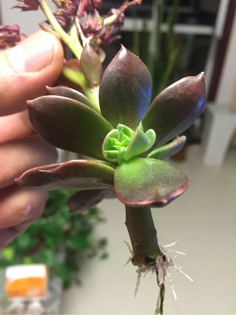 植物肉花生_植物花多肉_植物多肉花怎樣養護