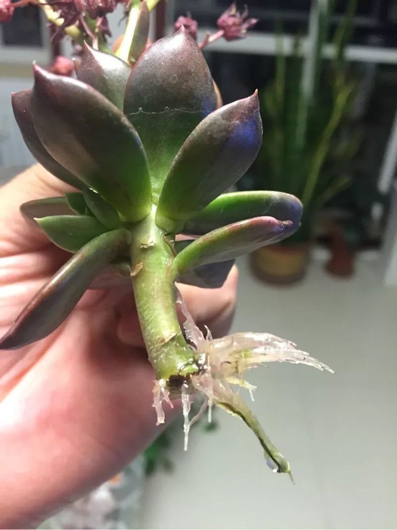 植物花多肉_植物多肉花怎樣養護_植物肉花生