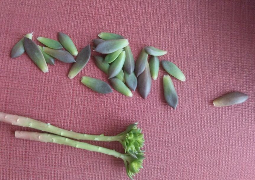 植物花多肉_植物多肉花怎樣養護_植物肉花生