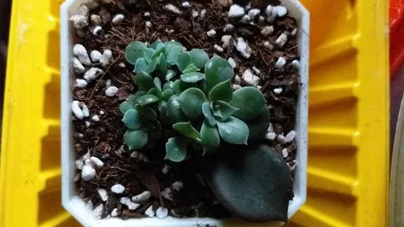植物花多肉_植物肉花生_植物多肉花怎樣養護