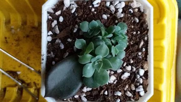 植物肉花生_植物多肉花怎樣養護_植物花多肉