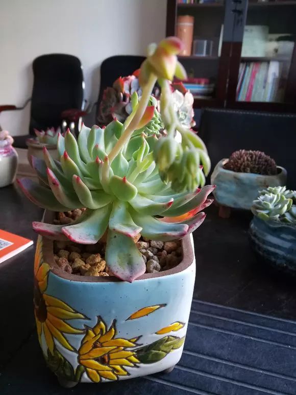 植物花多肉_植物多肉花怎樣養護_植物肉花生