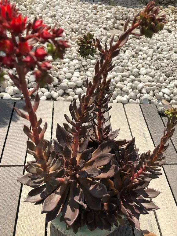 植物多肉花怎樣養護_植物肉花生_植物花多肉