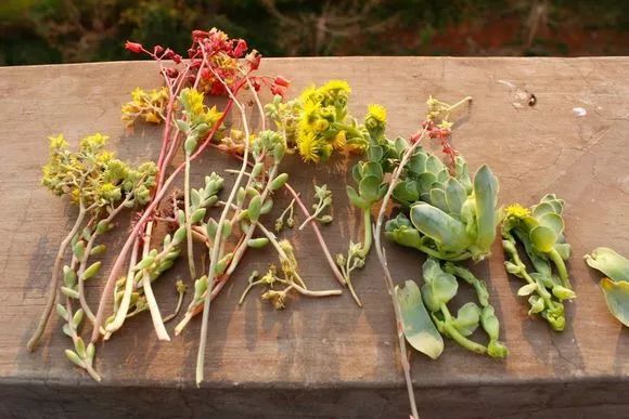 植物肉花生_植物多肉花怎樣養護_植物花多肉