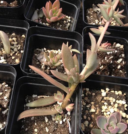 植物多肉花怎樣養護_植物花多肉_植物肉花生