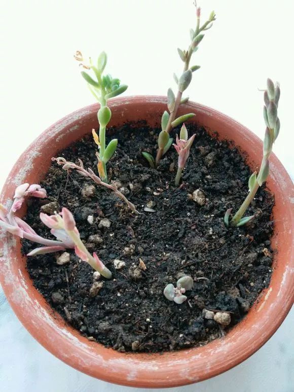 植物多肉花怎樣養護_植物花多肉_植物肉花生