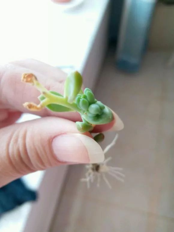 植物花多肉_植物肉花生_植物多肉花怎樣養護
