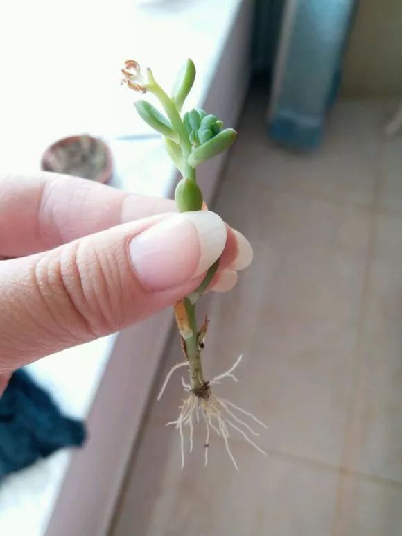 植物花多肉_植物多肉花怎樣養護_植物肉花生