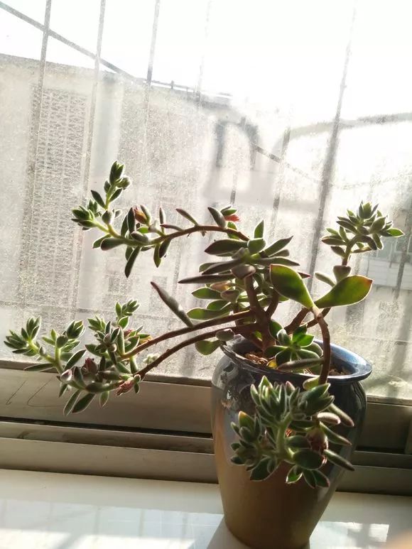 植物多肉花怎樣養護_植物花多肉_植物肉花生