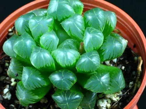 植物綠色多肉有哪些品種_多肉綠色植物有哪些_植物綠色多肉有哪些