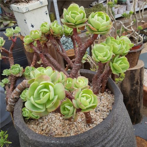 植物綠色多肉有哪些_植物綠色多肉有哪些品種_多肉綠色植物有哪些