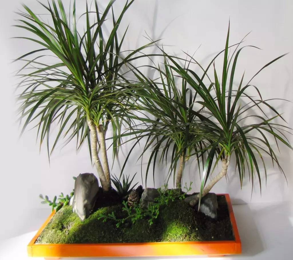 室內遮陰處適宜養護的8種綠植，潮濕和干燥的地方都能養