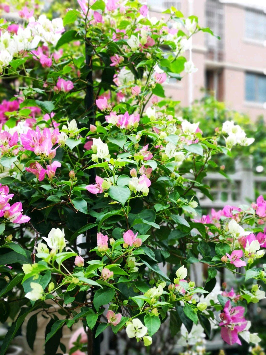 家里南陽臺適合種植什么花卉_南陽臺適合養(yǎng)什么花_適合南面陽臺養(yǎng)的花