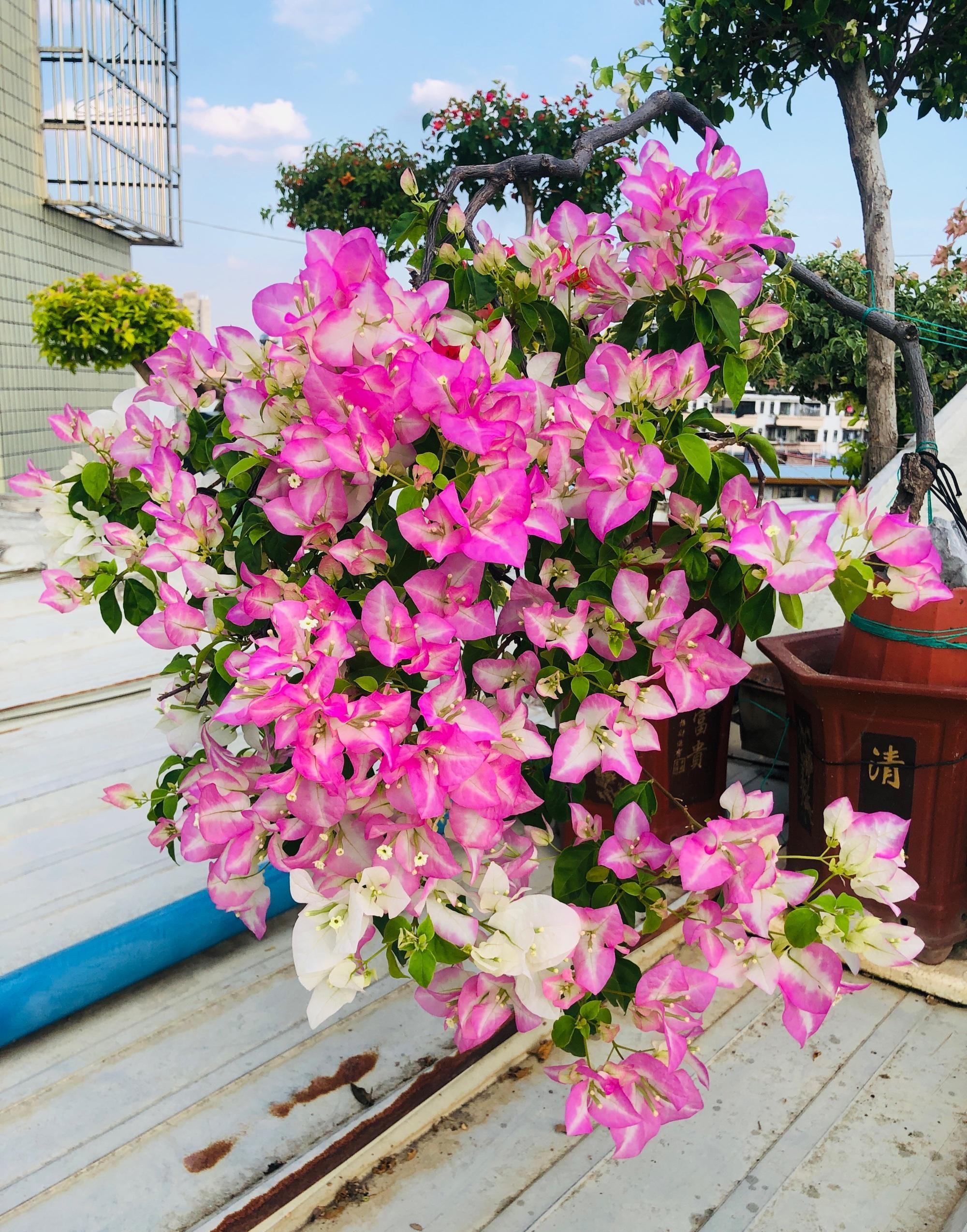 適合南面陽臺養(yǎng)的花_南陽臺適合養(yǎng)什么花_家里南陽臺適合種植什么花卉