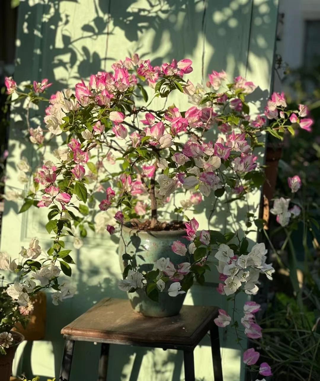 適合南面陽臺養(yǎng)的花_家里南陽臺適合種植什么花卉_南陽臺適合養(yǎng)什么花
