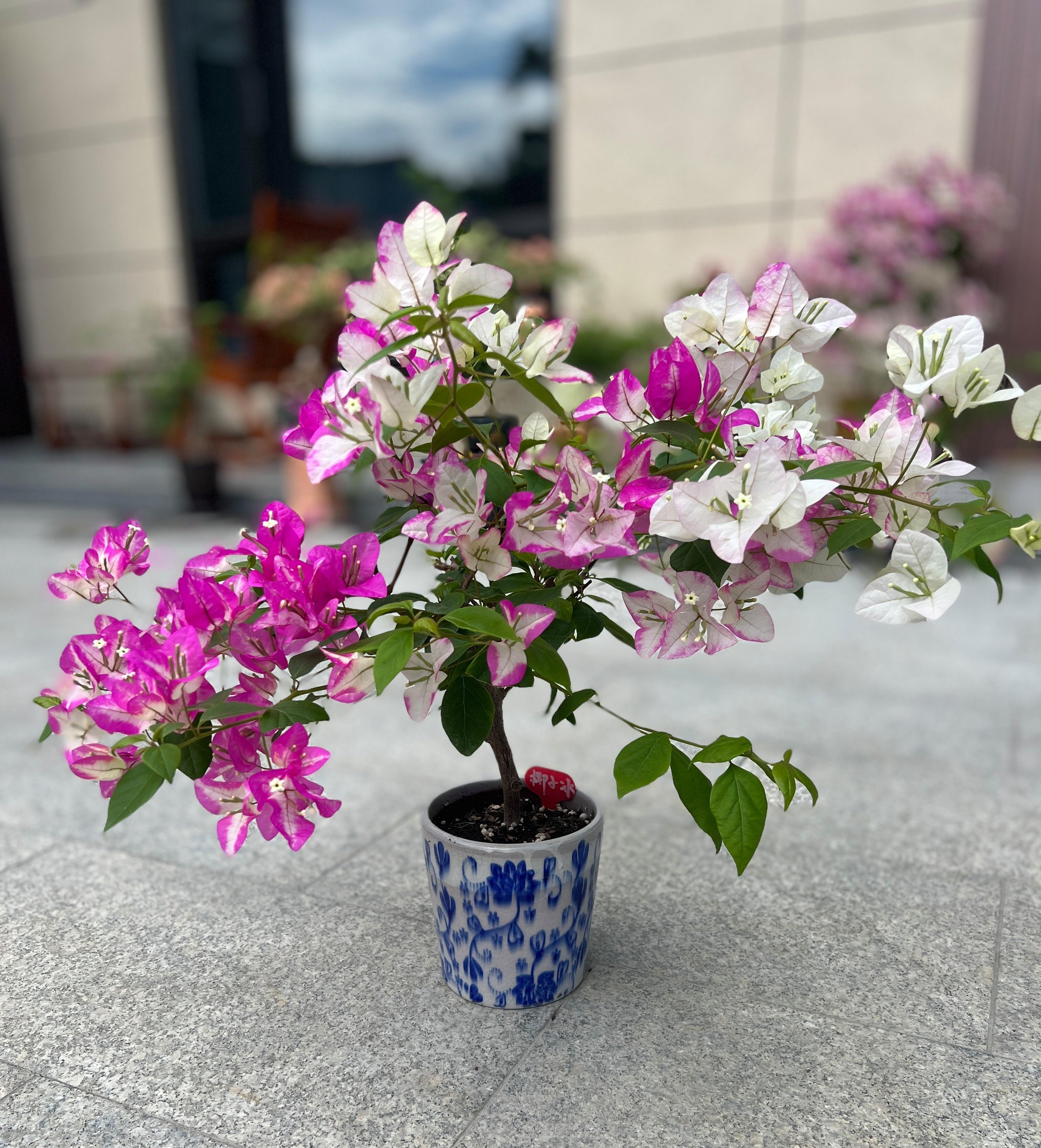 南陽臺適合養(yǎng)什么花_家里南陽臺適合種植什么花卉_適合南面陽臺養(yǎng)的花