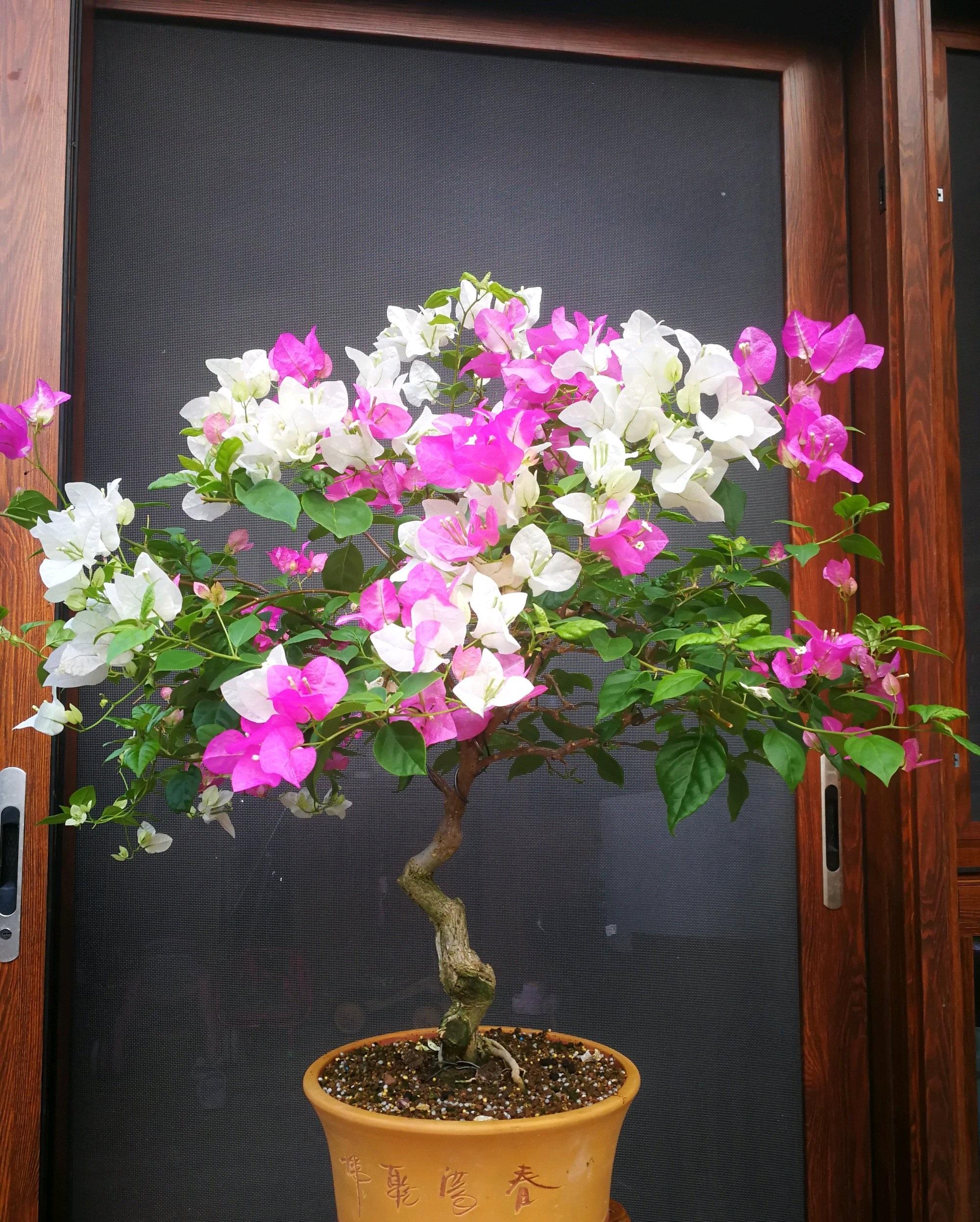 適合南面陽臺養(yǎng)的花_南陽臺適合養(yǎng)什么花_家里南陽臺適合種植什么花卉