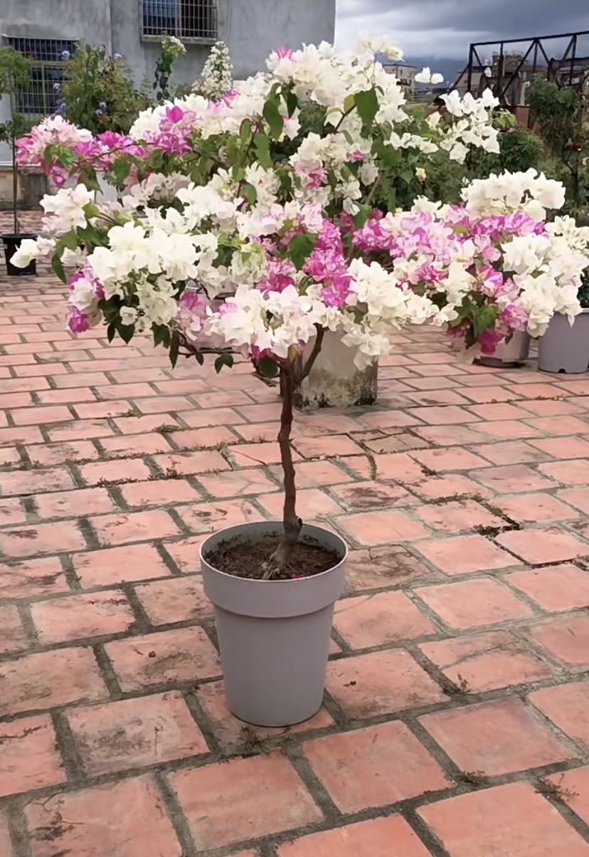 家里南陽臺適合種植什么花卉_適合南面陽臺養(yǎng)的花_南陽臺適合養(yǎng)什么花