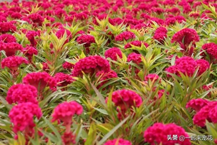 適合新手種植的5種花，皮實(shí)好養(yǎng)愛開花，抗病性強(qiáng)值得擁有