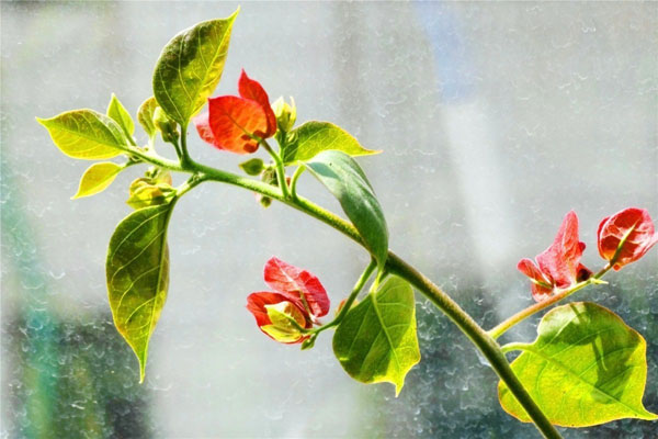 適合室內養的綠植物_什么綠植適合室內養_室內養綠植適合放什么花