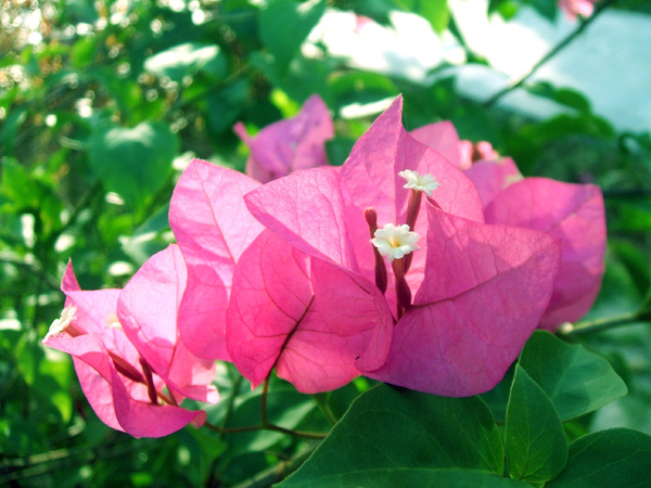 適合室內養的綠植物_室內養綠植適合放什么花_什么綠植適合室內養