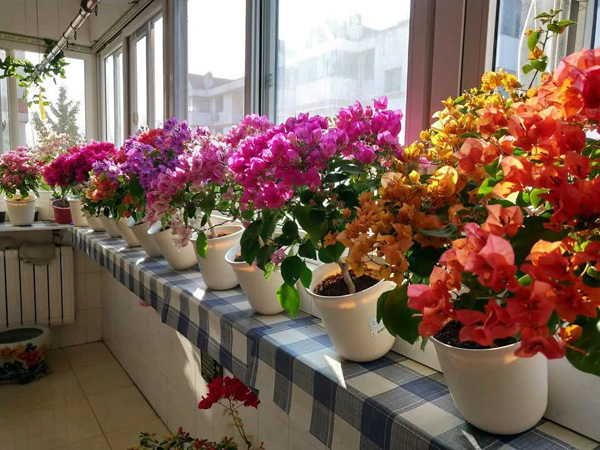 什么綠植適合室內養_室內養綠植適合放什么花_適合室內養的綠植物