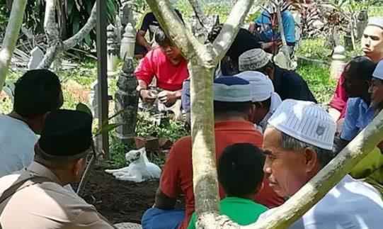 主人去世被埋葬，貓咪難以接受事實，拼命刨土只為看主人一眼