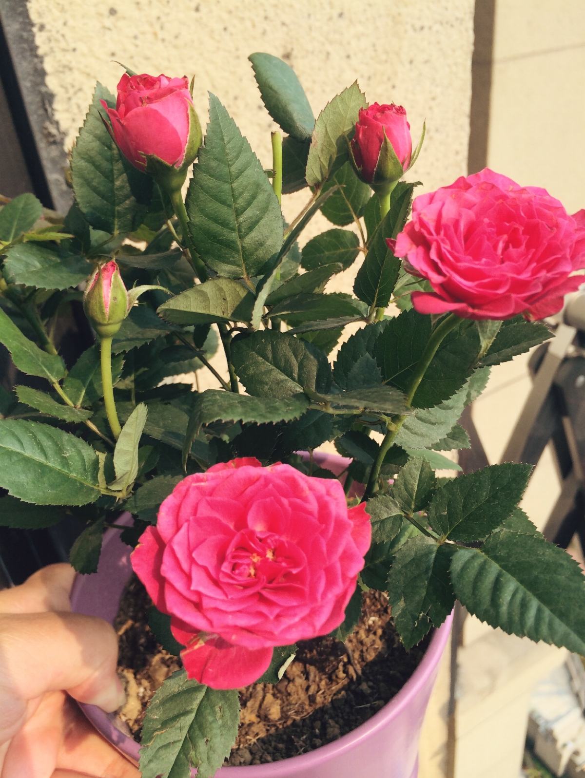 玫瑰花在屋里養好嗎_玫瑰在家養花里好不好_玫瑰花在家里怎么養
