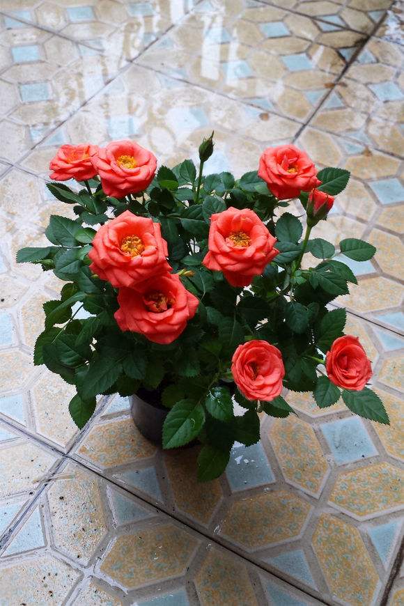玫瑰花在家里怎么養_玫瑰在家養花里好不好_玫瑰花在屋里養好嗎