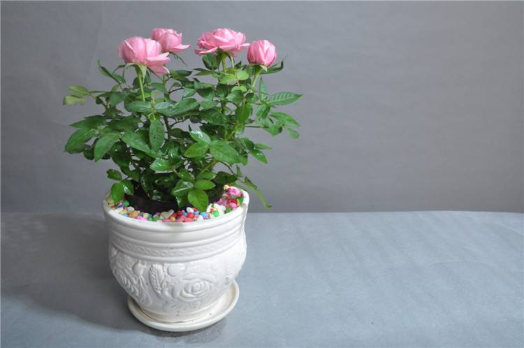 玫瑰花在家里怎么養_玫瑰在家養花里好不好_玫瑰花在屋里養好嗎