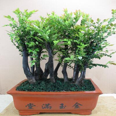 小葉紫檀香味_味道小葉紫檀好聞嗎_小葉紫檀味道