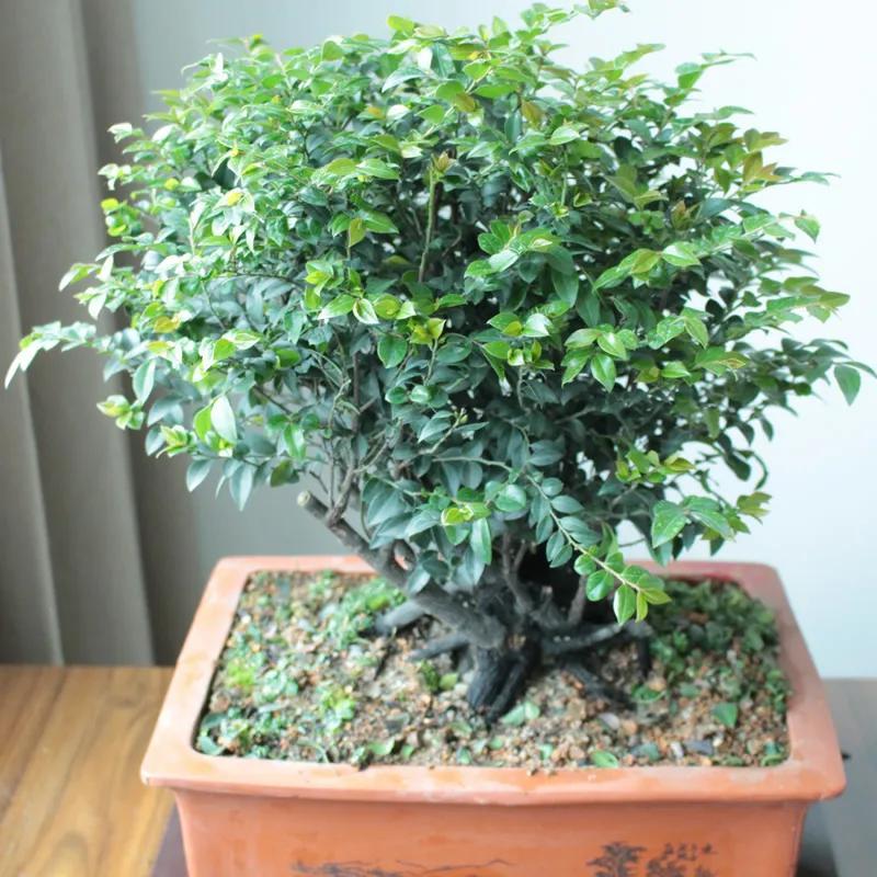 小葉紫檀味道_味道小葉紫檀好聞嗎_小葉紫檀香味