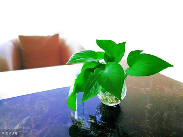 52種適合室內養的觀賞植物